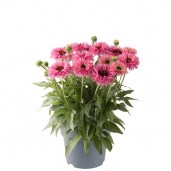 127125 — копия6